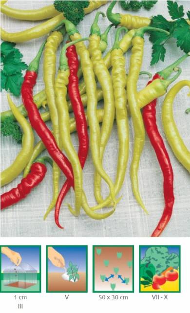 Paprika poľná, mierne štipľavá, typ kozí roh – BEROS