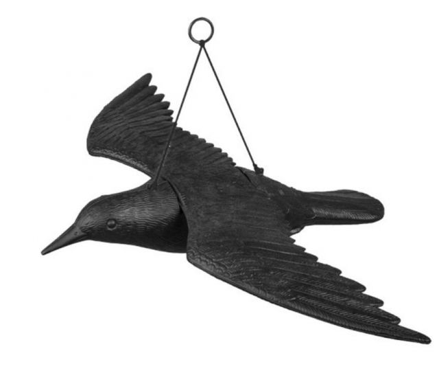 Kinekus Plašič, havran/ vrana 61/44/13cm bradas