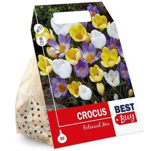 Crocus, šafrán, mix farieb, cibuľky, balenie 15ks