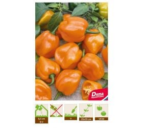 Chilli Paprika – Habanero Orange