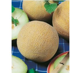 Melón - Melón cukrový Solartur