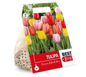 Tulipán mix farieb, cibuľky, balenie 5ks