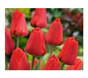 Tulipán, Apeldoorn - červený, cibuľky, balenie 5ks