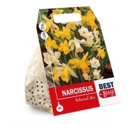 Narcis - žltý, cibuľky, balenie 8ks