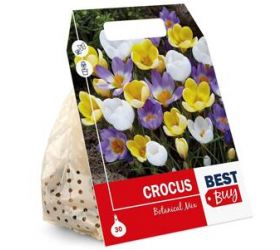 Crocus, šafrán, mix farieb, cibuľky, balenie 15ks
