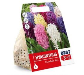 Hyacint záhrada, mix farieb, cibuľky, balenie 3ks