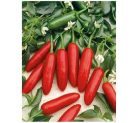 Paprika chilli ATZECO