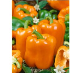 Paprika - Kubista F1 (skleníková)