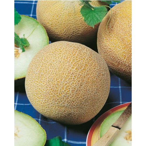 Melón - Melón cukrový Solartur