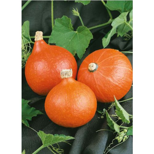 Tekvica HOKKAIDO orange #5SK