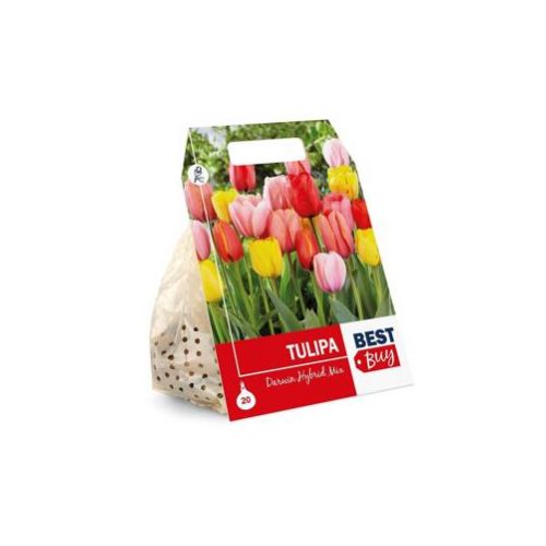 Tulipán mix farieb, cibuľky, balenie 5ks
