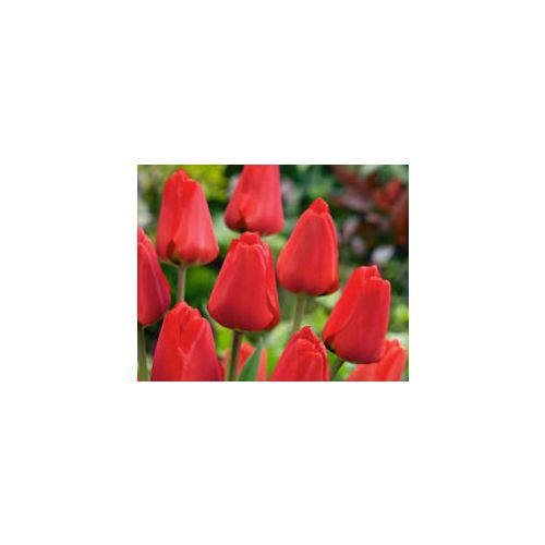 Tulipán, Apeldoorn - červený, cibuľky, balenie 5ks