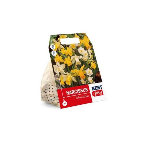 Narcis - žltý, cibuľky, balenie 8ks