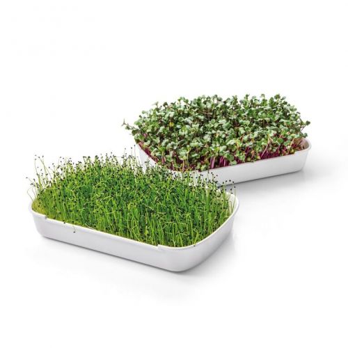 Súprava na pestovanie microgreens, SENSE