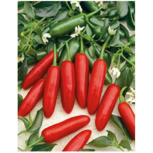 Paprika chilli ATZECO