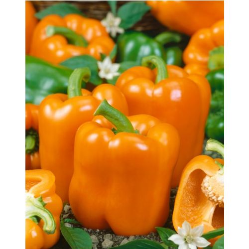Paprika - Kubista F1 (skleníková)