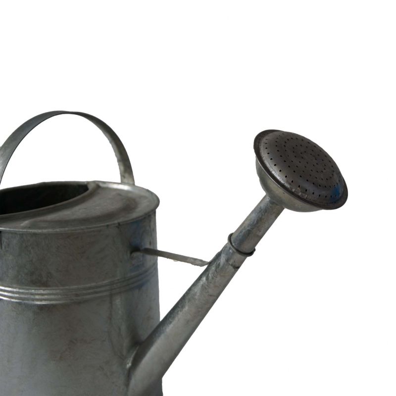 ružica Kovotvar, na konvu, Zn