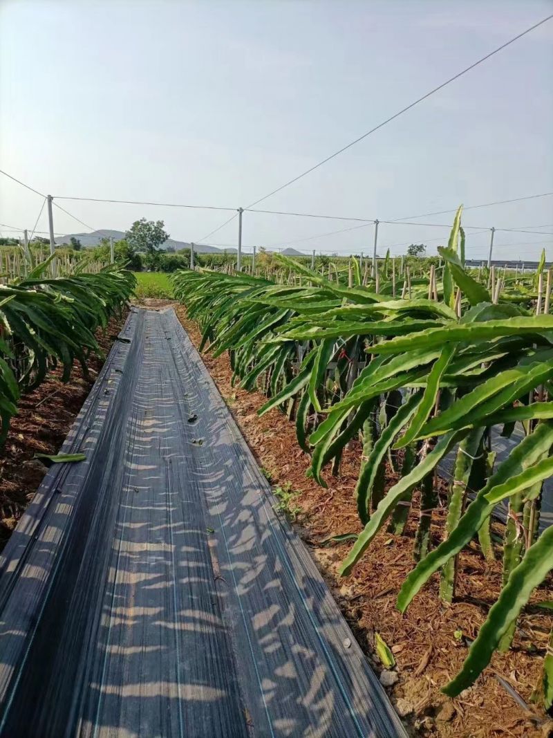 Kinekus Tkaná textília 1,6x20 m, 100 g/m², čierna, GARDENKUS