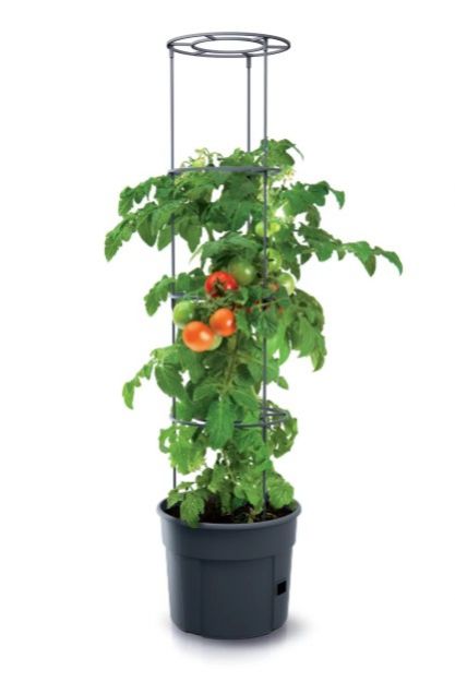 Kinekus Kvetináč s oporou na paradajky ø 39,2cm, výška 153cm, plast, antracit