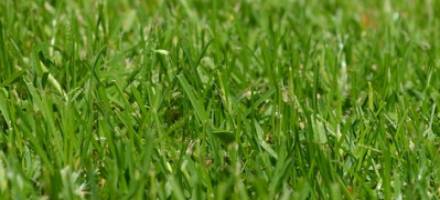 Staroslivosť o trávnik na jar: Prevzdušnenie a hnojenie
