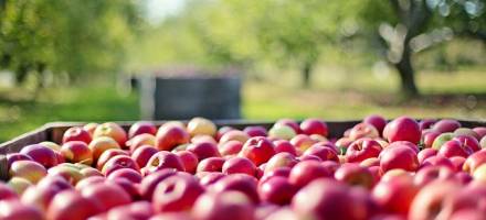 Ako skladovať a spracovať jablká