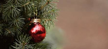 Ako sa starať o vianočný stromček v kvetináči