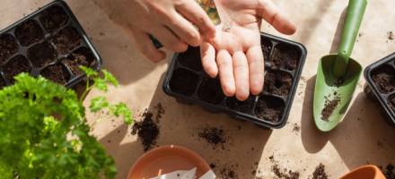 Pestovanie priesad: Ako a kedy sadiť semienka na priesady