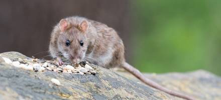 Lepiaca pasca na myši a potkany