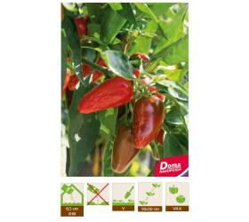 Chilli Paprika – Jalapeno M (red)