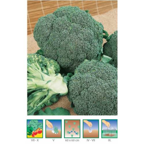 Brokolica skorá LIMBA