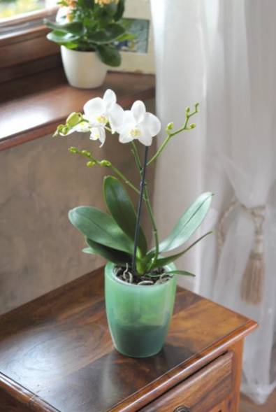 Kvetináč transparentný, plastový, priemer 16 cm, COUBI ORCHID, zelený