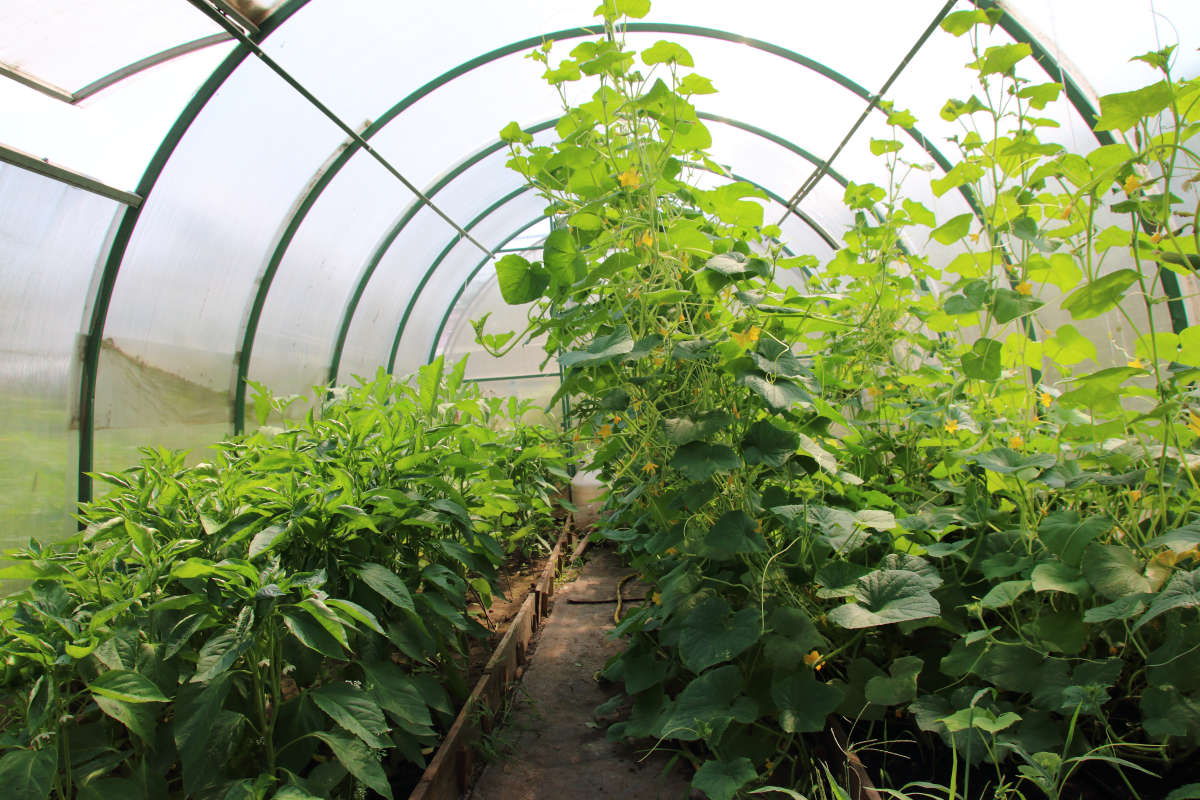 Pestovanie zeleniny v skleníku