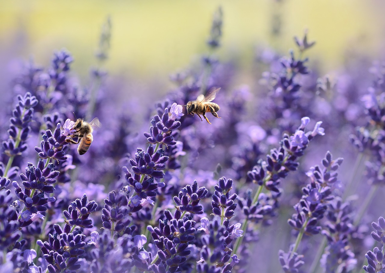 rozkvitnutá fialová levandula