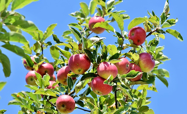 pestovanie-jabloni