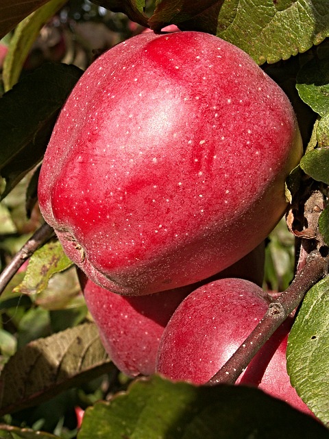 pestovanie jabloni