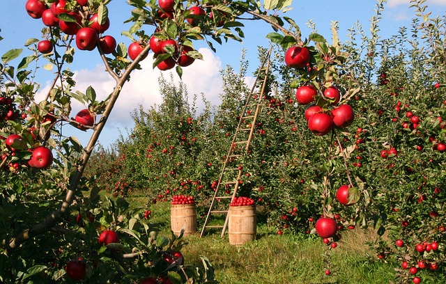 oberenie červených jabĺk zo stromu 