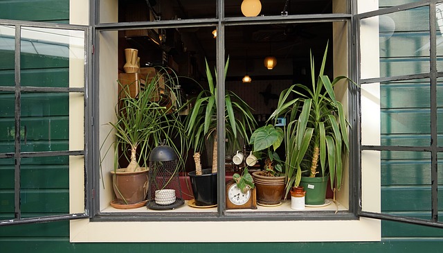 rôzne izbové rastliny v otvorenom okne