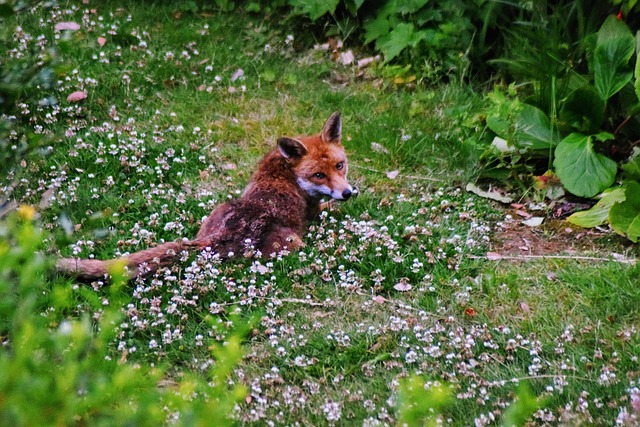 líška medzi rozvitnutými kvetmi záhrade