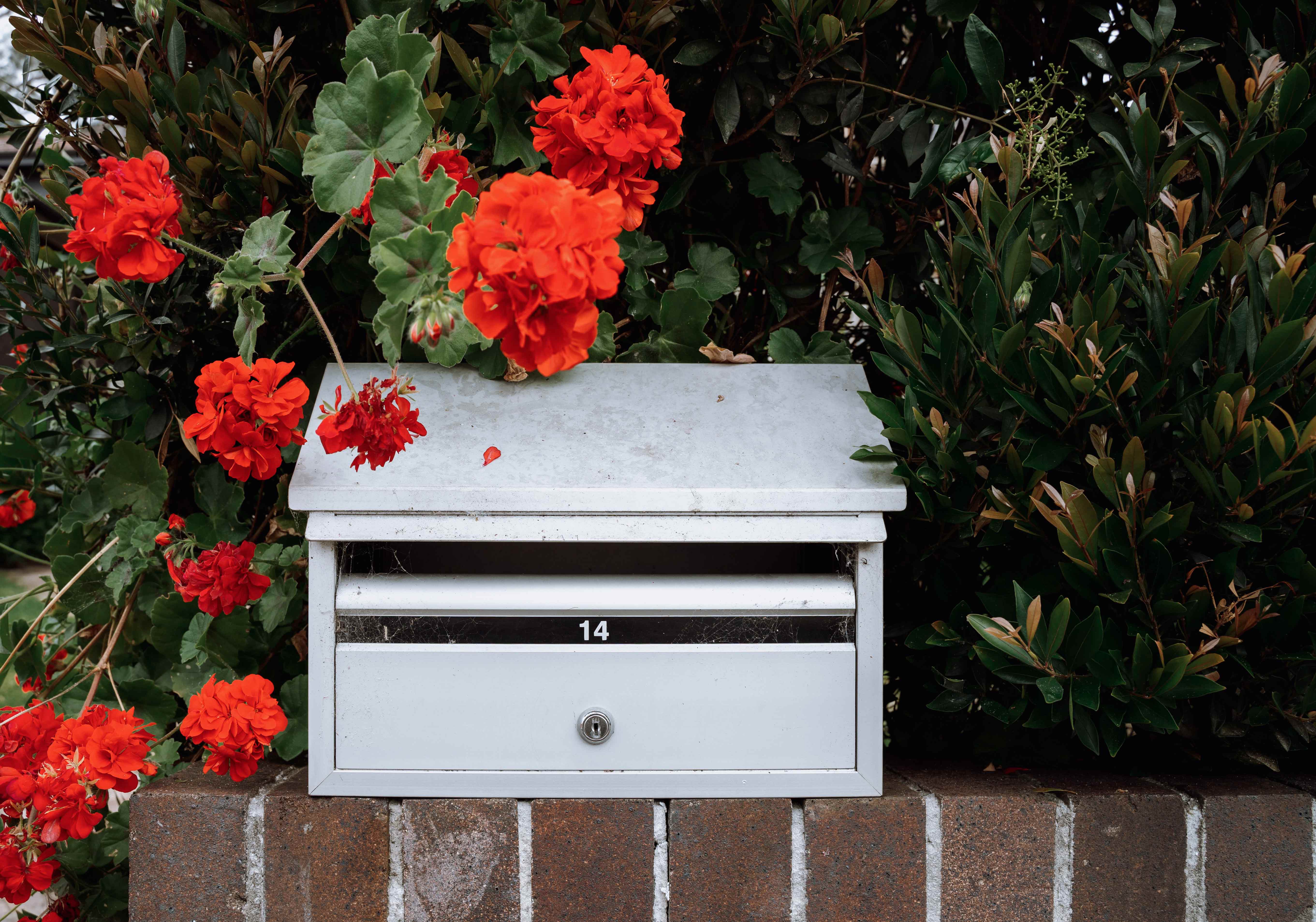 biela poštová schránka na plote s červenými muškátmi